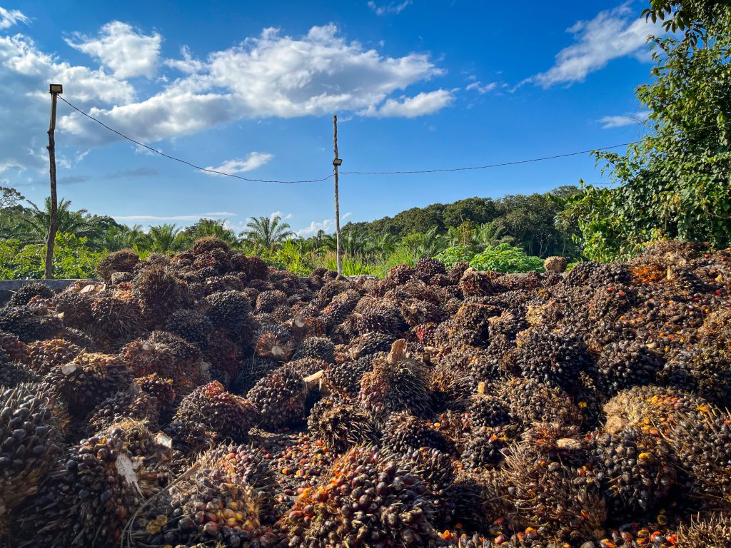 Palm Oil-EUDR-Export-Vietnam-Compliance