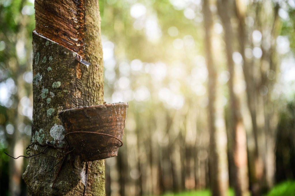 Rubber exporters adapting EUDR