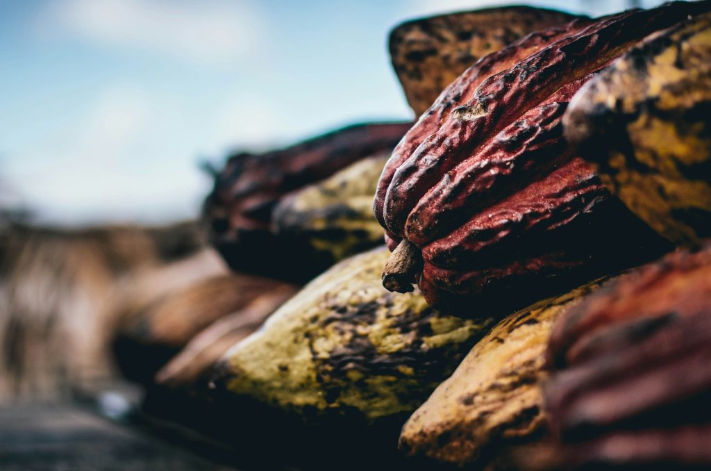 Cocoa exports under EUDR's influence